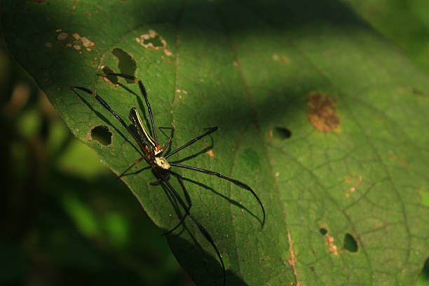 istock Golden Orb Weaver Spider on a Green Leaf in a Tropical Forest. 2249508281