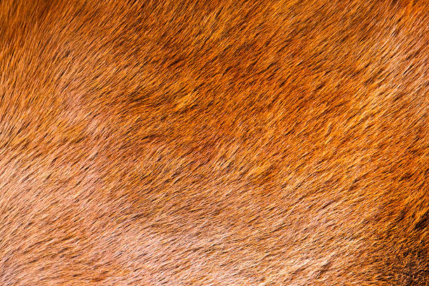 istock Close up brown horse textured 2249508777