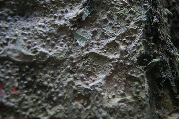 istock Gritty and Textured Natural Rock Surface Background with Mossy Details. 2249509056