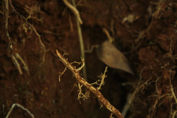 Macro photograph capturing the detailed texture of a plant root and its delicate rootlets branching out into the dark, nutrient rich soil. A glimpse into hidden underground life.