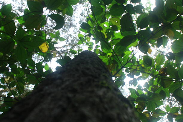 istock Looking up at a tall tree with lush green leaves and bright sunlight filtering through. 2249509976
