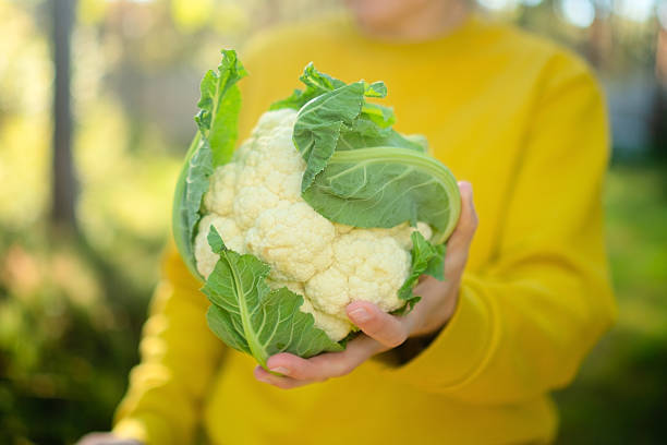 Close up of woman farmer hands holding cauliflower head in autumn harvest season. Organic vegetables, healthy food, natural farming and fiber rich diet, local produce grown with care.
