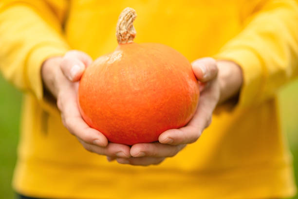 istock Autumn harvest with pumpkin in hands 2249510581