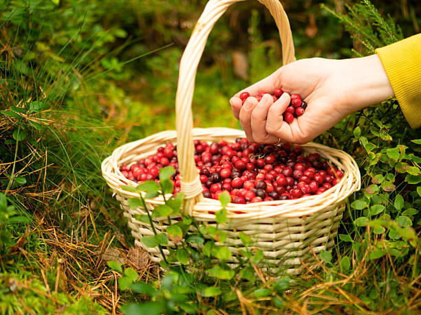 istock Girl collecting cranberries into basket during forest walk 2249510869