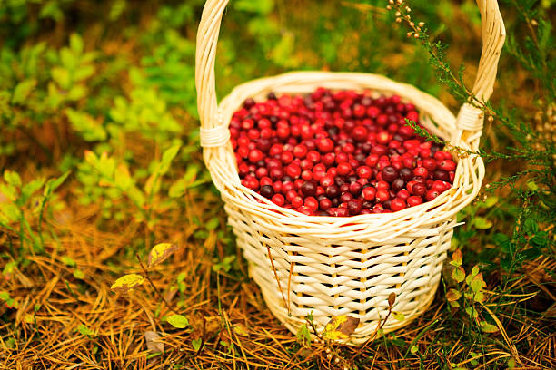 freshly harvested cherries on a conveyor belt