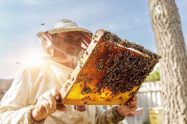 Apiarist examines a full brood frame in bright backlight, perfect for stories on pollination, local food and sustainable farming.