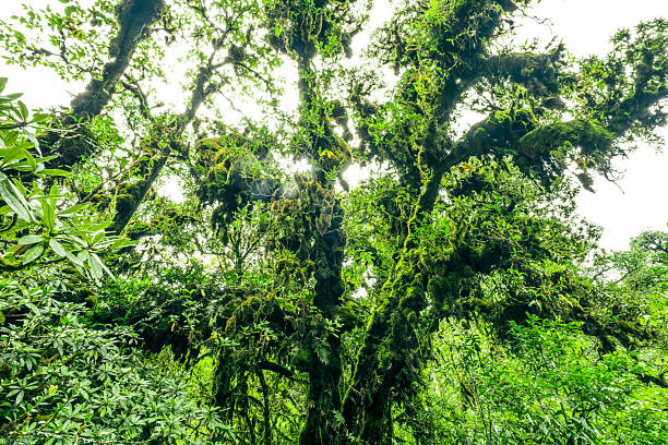 Ancient cloud forest canopy. Lush green moss and ferns cover tree. Tropical ecosystem. Biodiversity, ecological conservation, and natural wild beauty. Natural carbon capture. Sustainable conservation.