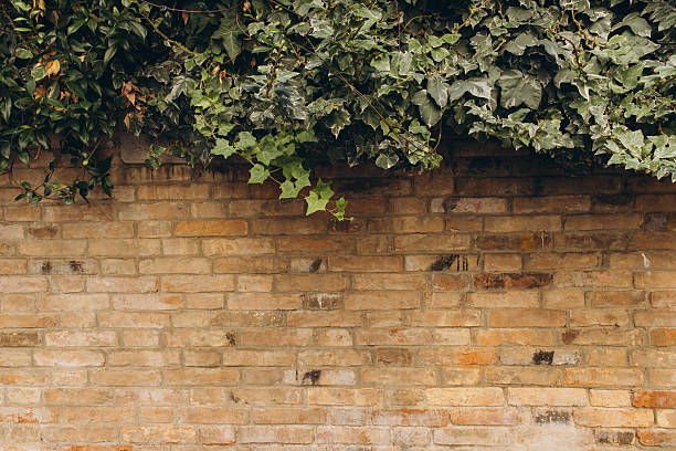 Green ivy plant leaves climbing an old weathered brown brick wall, providing a natural background with space for text