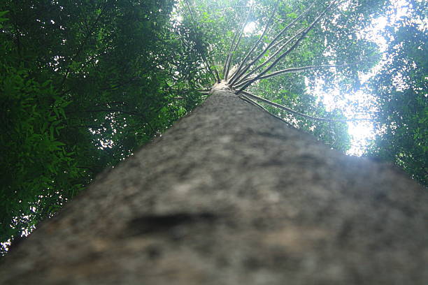 istock Looking Upwards - A Majestic Tree Reaching for the Sky. 2249514336