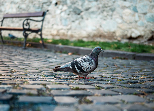 A close-up shot of a common pigeon standing on a cobblestone surface, likely within the exterior grounds or courtyard of Bratislava Castle. The pigeon, featuring patterned blue, gray, and white plumage, is the sharp focus, while a traditional wrought-iron park bench and a stone wall are visible but blurred in the background.
