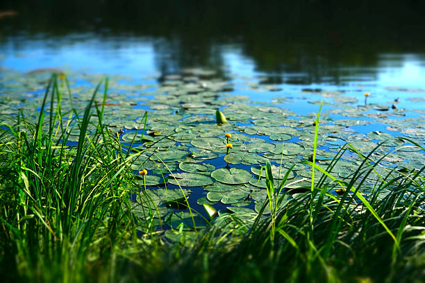 The bank of a river with water lilies in bloom