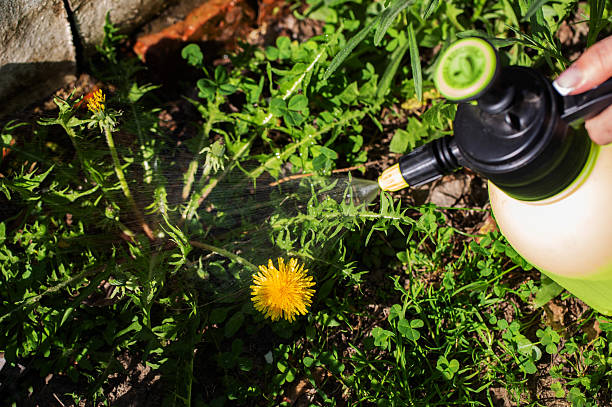 istock Hand spraying garden plants with dandelion using sprayer bottle protecting from pests and diseases summer season garden care activity 2249514904