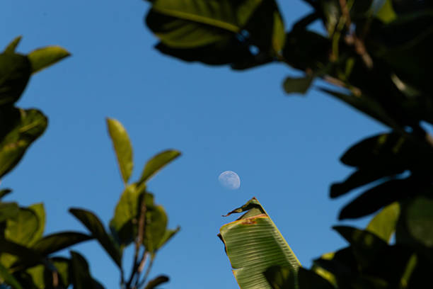 Low angle shot of a waxing gibbous moon seen in the clear blue sky during the day, framed by tropical leaves.