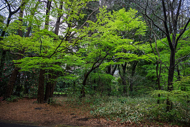 Forest in urban park, Tokyo