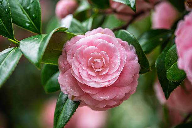 A camellia flower with raindrops forming on it. Common camellia