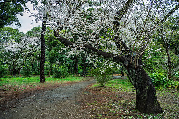 Blossoming tree in urban park, Tokyo
