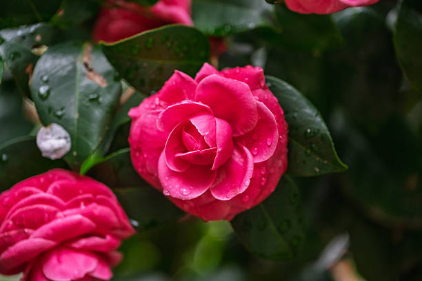 The graceful spirit of the flower, Otome Camellia. Its elegant appearance fascinates the viewer and soothes the soul.
