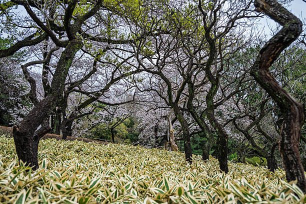 Blossoming tree in urban park, Tokyo