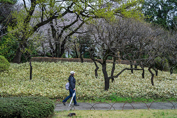 Woman explores urban park with cherry blossoms in springtime, Tokyo