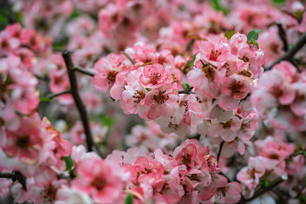 Blossoming tree in urban park, Tokyo