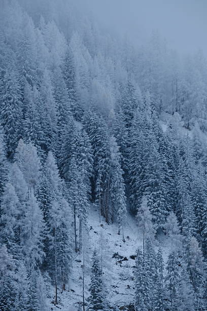 Fresh snow on forest and mountain, Austrian Alps