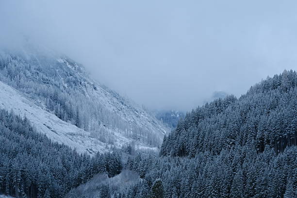 Fresh snow on forest and mountain, Austrian Alps
