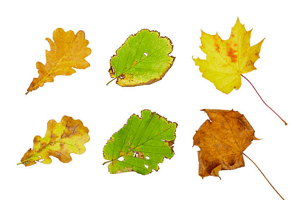 Spring summer maple leaf 3D render symbol background.