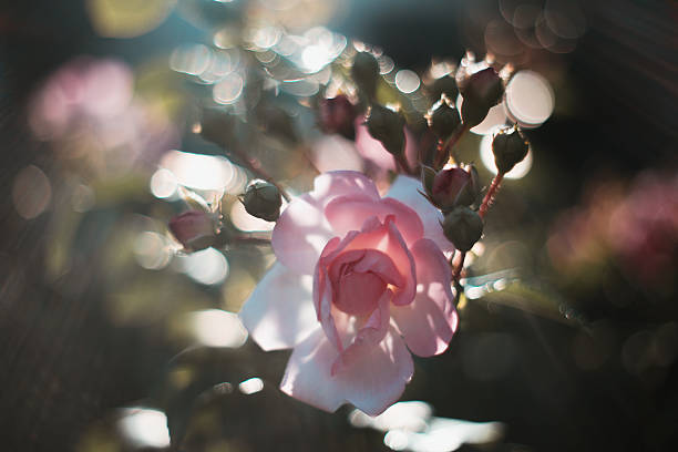 Old fashioned english roses with romantic bokeh and romantic bokeh photographed in the old cottage garden.