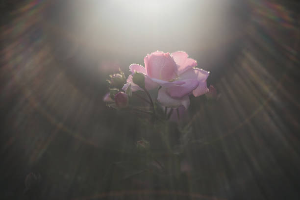 Old fashioned english roses with romantic bokeh and romantic bokeh photographed in the old cottage garden.