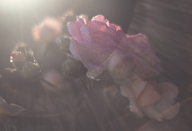 Pink Roses Arranged As Wedding Decoration In A Car With Warm Sunlight Reflections, Creating A Romantic, Elegant, And Artistic Floral Detail For Ceremony Or Celebration.