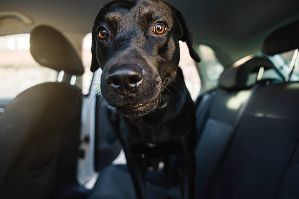 istock Black labrador dog riding in car looking forward 2249517433