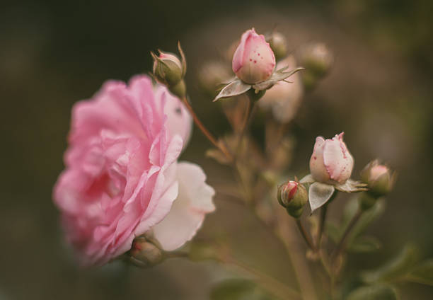 Old fashioned english roses with romantic bokeh and romantic bokeh photographed in the old cottage garden.