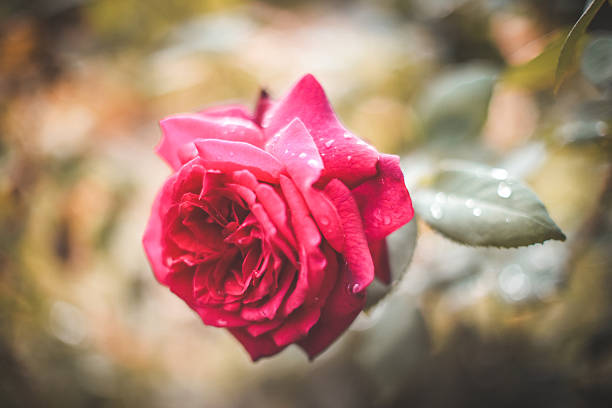Old fashioned english roses with romantic bokeh and romantic bokeh photographed in the old cottage garden.
