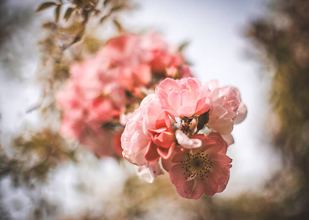 Old fashioned english roses with romantic bokeh and romantic bokeh photographed in the old cottage garden.