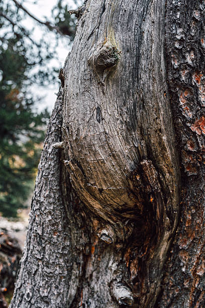 istock Textured Close-up of Old Pine Tree Bark with Knot and Cracked Surface 2249517716