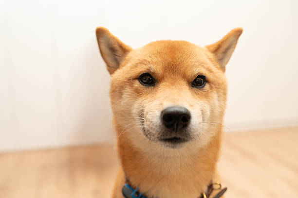 Adorable shiba inu dog with brown fur looking straight ahead
