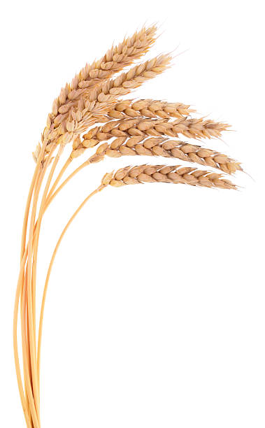 istock Dry wheat ears isolated on white background 2249518807