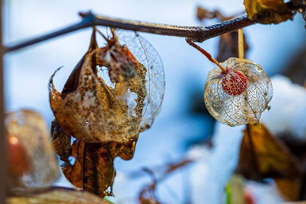 Orange flowers grow on a green trunk. Physalis. Selective focus. Copy space. Macro.