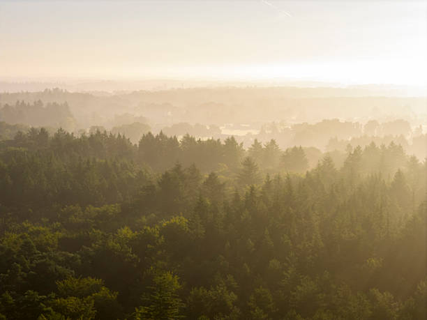 Rays of sunlight dramatically pierce through a thick layer of morning mist, illuminating a dense forest landscape during sunrise over the Veluwe nature reserve in Gelderland, Netherlands. This serene and ethereal scene captures the natural beauty of a summer dawn, with the sun's golden light creating striking crepuscular rays that highlight the contours of the woodland and the individual pine trees. The tranquil atmosphere and vibrant green foliage make this image ideal for conveying themes of nature, environment, peace, and new beginnings. It can be used in travel publications, environmental campaigns, wellness content, educational materials about natural phenomena, or as a backdrop for articles on conservation, outdoor activities, or the beauty of the Dutch countryside.