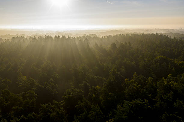 Rays of sunlight dramatically pierce through a thick layer of morning mist, illuminating a dense forest landscape during sunrise over the Veluwe nature reserve in Gelderland, Netherlands. This serene and ethereal scene captures the natural beauty of a summer dawn, with the sun's golden light creating striking crepuscular rays that highlight the contours of the woodland and the individual pine trees. The tranquil atmosphere and vibrant green foliage make this image ideal for conveying themes of nature, environment, peace, and new beginnings. It can be used in travel publications, environmental campaigns, wellness content, educational materials about natural phenomena, or as a backdrop for articles on conservation, outdoor activities, or the beauty of the Dutch countryside.