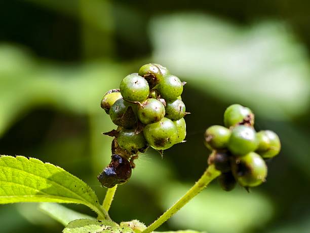 istock Lantana camara plant seeds on blurry background 2249522957