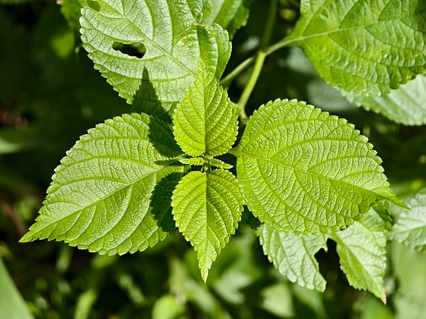 istock lantana camara plants in the morning 2249522961