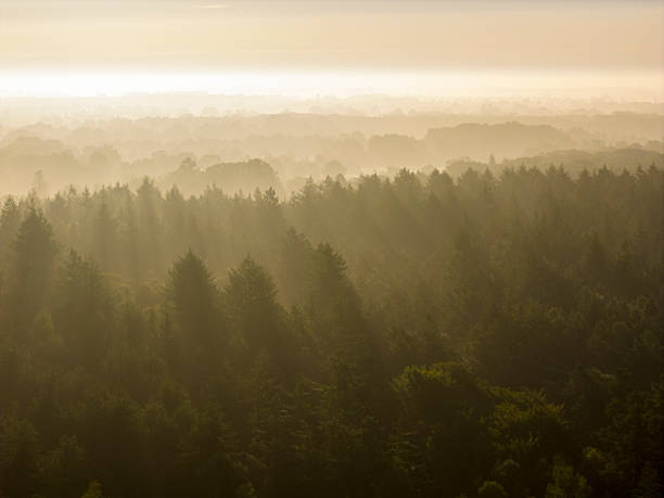 Rays of sunlight dramatically pierce through a thick layer of morning mist, illuminating a dense forest landscape during sunrise over the Veluwe nature reserve in Gelderland, Netherlands. This serene and ethereal scene captures the natural beauty of a summer dawn, with the sun's golden light creating striking crepuscular rays that highlight the contours of the woodland and the individual pine trees. The tranquil atmosphere and vibrant green foliage make this image ideal for conveying themes of nature, environment, peace, and new beginnings. It can be used in travel publications, environmental campaigns, wellness content, educational materials about natural phenomena, or as a backdrop for articles on conservation, outdoor activities, or the beauty of the Dutch countryside.
