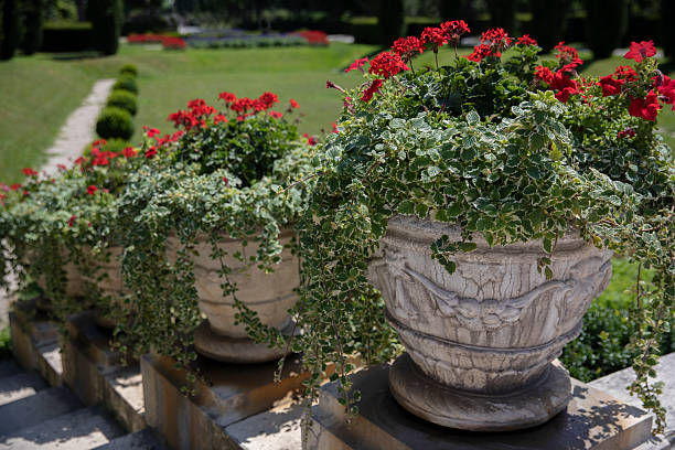 istock Stone planters with greenery and red geraniums in a classical park. Summer arrangement with lawn and path in background. 2249523701
