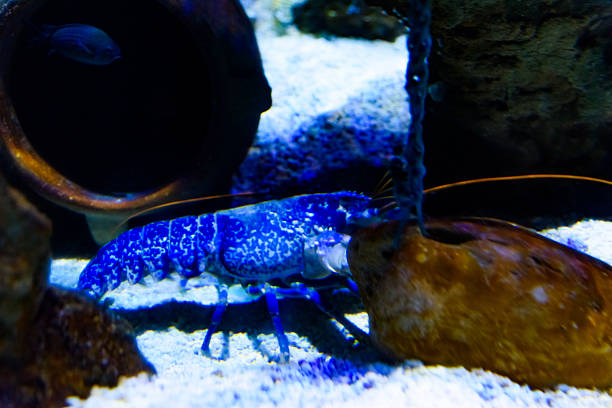 Blue lobster standing on sand creating a unique underwater scene