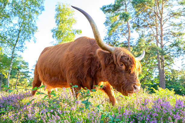 Highland cattle stands amidst a vibrant expanse of blossoming common heather plants (Calluna vulgaris) in the Veluwe nature reserve, specifically the Wezepsche heide heathland landscape in Gelderland, The Netherlands. The scene is bathed in the warm, golden light of a summer sunset, highlighting the rich reddish-brown coat of the cattle and the striking purple and pink hues of the heather.