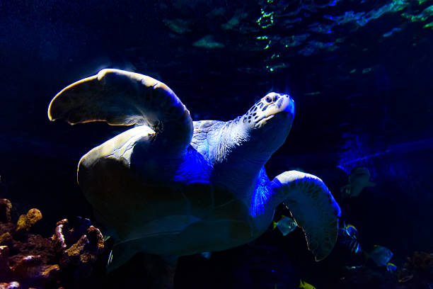 a large sea turtle swimming gracefully in an aquarium setting.