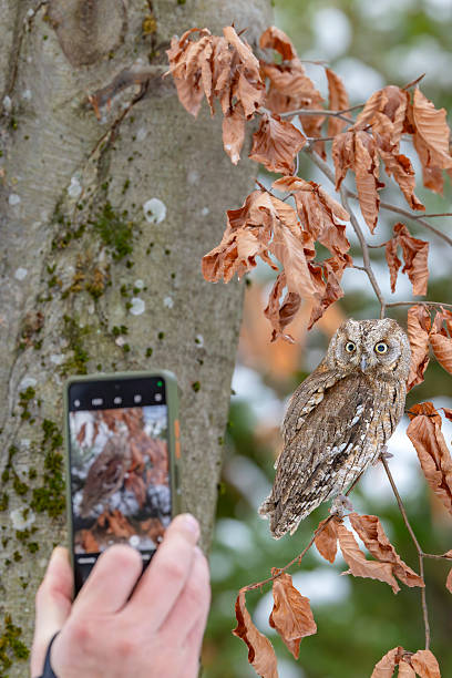 istock Hand using smartphone capturing scops owl on branch in Kubochna 2249525026