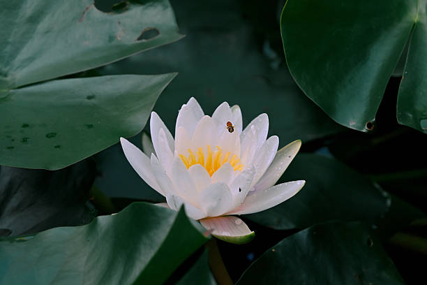 Lotus flowers blooming in summer