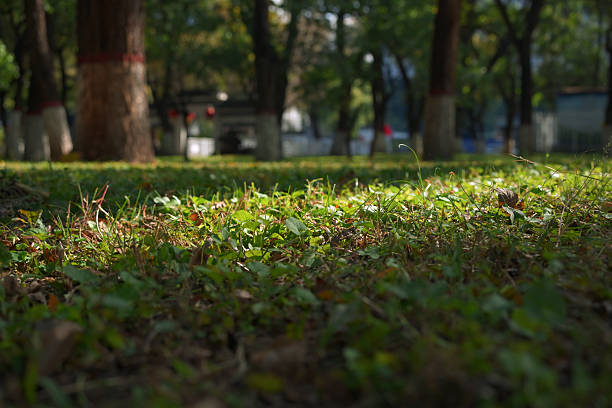 Macro landscape from the perspective of a miniature lawn